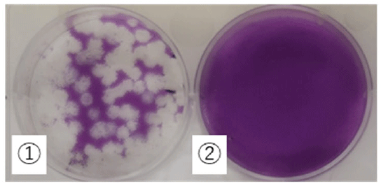 図：実験結果①ウイルスが不活化していない②ウイルスが不活化している